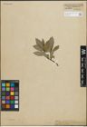 Foto von Salix hastata L.